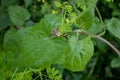 Weeds, Jarmani Lota, Mikania Micrantha Kunth, Bittervine, Germani Lota. Moringa, leaves Moringa oleifera Lamk