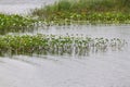 Weeds on a lake