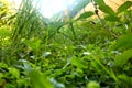 Weeds on the lawn, photographed with focus selection