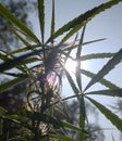 Weeds leaves under sun rays. Royalty Free Stock Photo