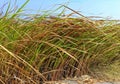 Weeds often grow wild in meadows, fields, or roadsides, creating beautiful and natural views.