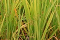 weeds in paddy field Royalty Free Stock Photo