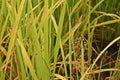 Weeds in paddy field Royalty Free Stock Photo
