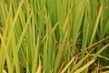Weeds in paddy field, sedges Royalty Free Stock Photo
