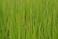 Weeds in paddy field, sedges
