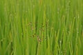 Weeds in paddy field, sedges Royalty Free Stock Photo