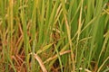 Weeds in paddy field, sedges Royalty Free Stock Photo