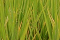 Weeds in paddy field, sedges Royalty Free Stock Photo