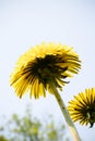 Dandelions towering over the lawn