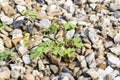 Weeds pests parasites in gravels