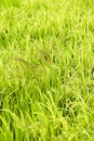 Weeds between rice plant