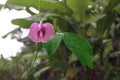 Flowers with the Papilionoideae family also known as clitoria, with a banana tree background