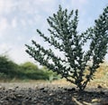 Weeds on the Side of The Road Royalty Free Stock Photo