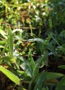 weeds and sparkling dew in the morning photo Royalty Free Stock Photo