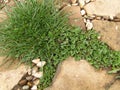 Weeds between stones and rocks on the path.Closeup