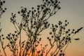 Weeds at sunset Royalty Free Stock Photo