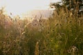 Weeds in the sunset