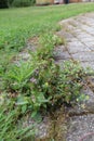 weeds taking over a block paved garden path