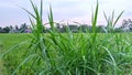 Weeds thrives on the edge of rice fields