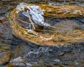 Weeds trapped on an icy rock in the stream