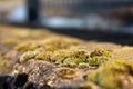 Weeds on a walking path in selective focus