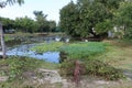 Weeds and water hyacinth scraps collected from river canals to prevent sewage.