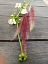 Weeds and white wildflower