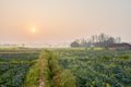 Weedy and flowering ridge in cabbage and rape field at sunrise