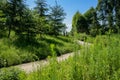 Weedy hillside path in sunny summer morning