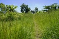 Weedy hillside track in sunny summer