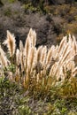Weedy pampas grass at the Big Sur coast, Los Padres National Fo Royalty Free Stock Photo