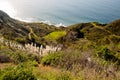 Weedy pampas grass at the Big Sur coast, Los Padres National Fo