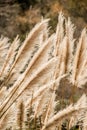 Weedy pampas grass at the Big Sur coast, Los Padres National Fo