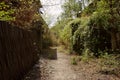 Weedy path in abandoned Sichuan Boiler Factory of 1970s