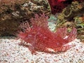 Weedy Scorpionfish or Rhinopias frondosa on Nature Background