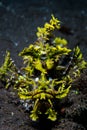 Weedy Scorpionfish, Rhinopias frondosa, in Alor