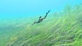 Weedy Sea Dragon gliding at Flinders Pier