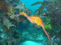 Weedy Sea Dragon