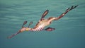 Weedy Sea Dragon in the ocean.