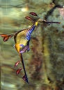 Weedy seadragon