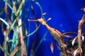 Weedy seadragon