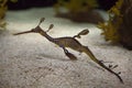 Weedy seadragon Phyllopteryx taeniolatus Royalty Free Stock Photo