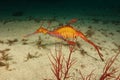 Weedy Seadragon Royalty Free Stock Photo