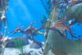 Weedy seadragon, Phyllopteryx taeniolatus