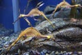 Weedy seadragon Royalty Free Stock Photo