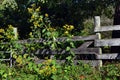 Weedy Wildflowers and Rustic Wooden Fence