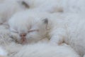 One week healthy purebred color point himalayan persian kitten sleeping peacefully with her littermates