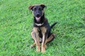 17-week-old black puppy with brown markings