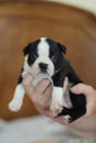 8 week old Boston Terrier puppy Royalty Free Stock Photo