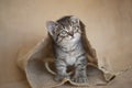 Brown Hemingway tabby kitten sitting alone in a cardboard box.